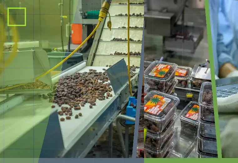 Production process relating to case packing