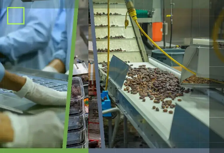 Production process relating to pallet wrapping