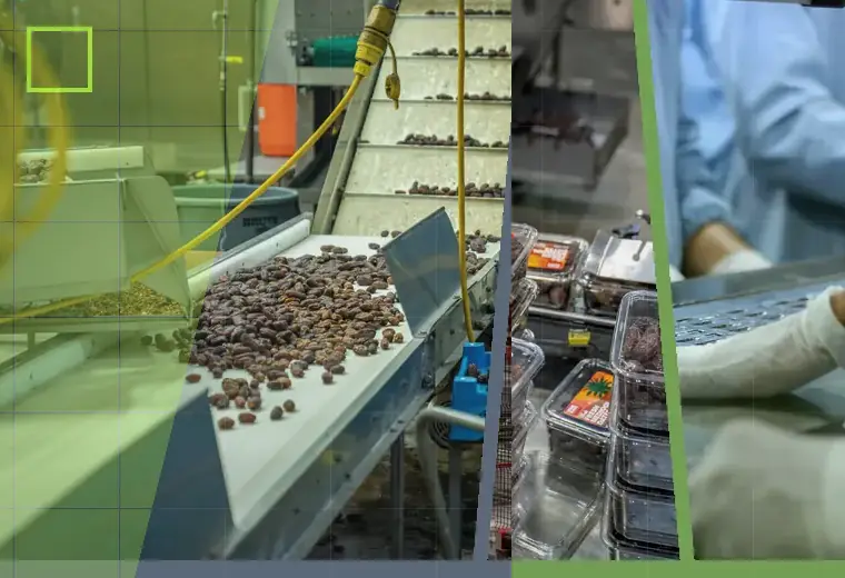 Production process relating to coffee and tea